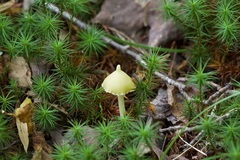 Entoloma murrayi