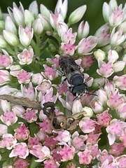 Megachile rotundata