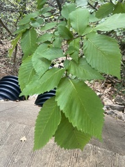 Ulmus rubra