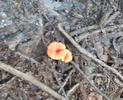 Cantharellus corallinus