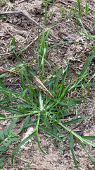 Dissosteira carolina