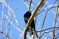 Molothrus rufoaxillaris