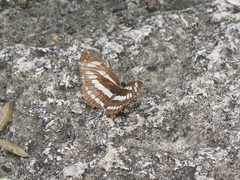 Neptis