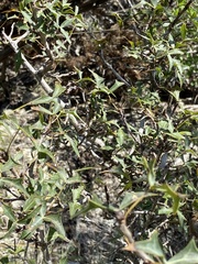 Berberis trifoliolata
