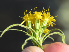 Pectis papposa papposa