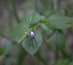 Mosla dianthera