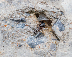Corinnidae