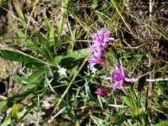 Liatris cylindracea