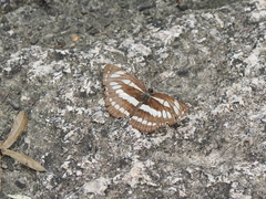 Neptis