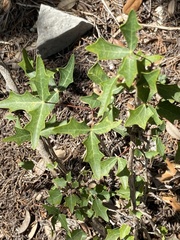Berberis trifoliolata