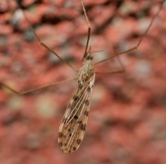 Erioptera armata
