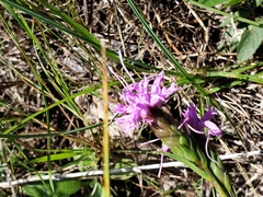 Liatris cylindracea