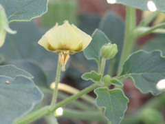Physalis hederifolia