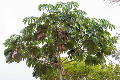 Cecropia hololeuca
