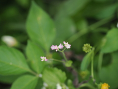 Persicaria senticosa