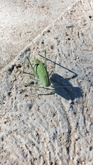Microcentrum rhombifolium