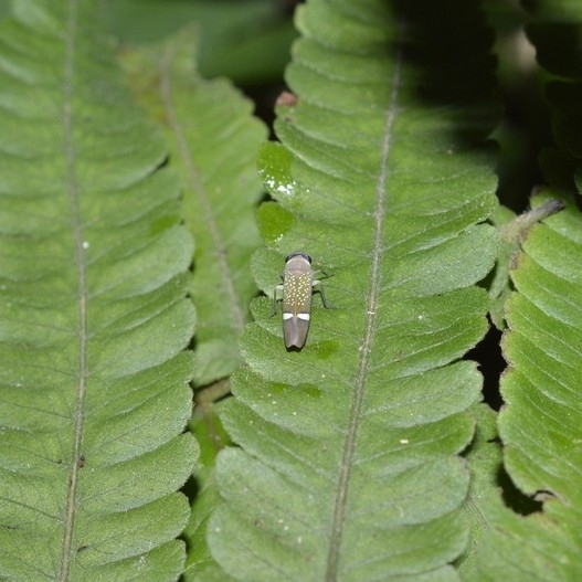 Scoposcartula limitata