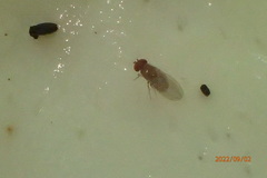 Drosophila