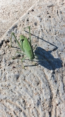 Microcentrum rhombifolium