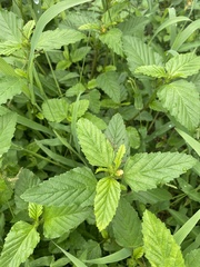 Malvastrum coromandelianum