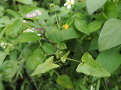Persicaria senticosa