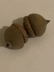 Quercus laurifolia