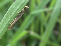 Tinea apicimaculella