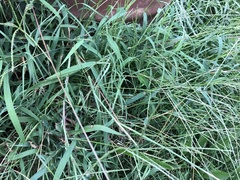 Digitaria ciliaris
