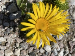 Grindelia ciliata