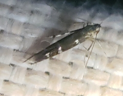 Cosmopterigidae