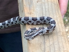 Pantherophis guttatus