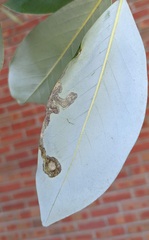 Phyllocnistis magnoliella