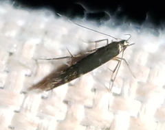 Cosmopterigidae