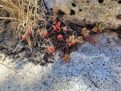Sedum obtusatum