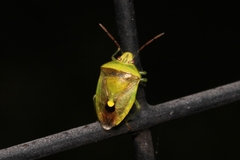 Banasa dimidiata