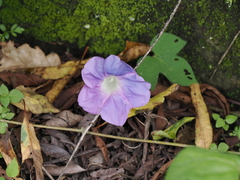 Ipomoea nil