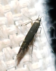 Cosmopterigidae
