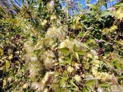 Clematis montevidensis