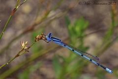 Enallagma doubledayi