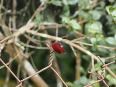 Neurothemis taiwanensis