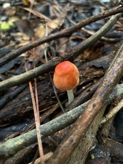 Amanita jacksonii