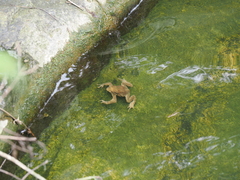 Bufo bankorensis