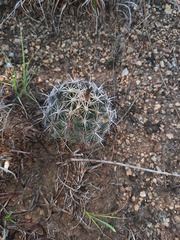 Coryphantha sulcata