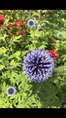 Echinops bannaticus