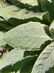 Verbascum densiflorum