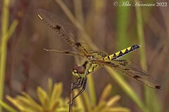 Celithemis elisa