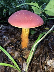 Baorangia bicolor
