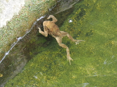 Bufo bankorensis