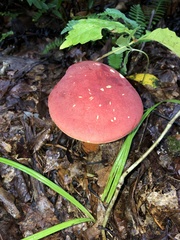 Baorangia bicolor