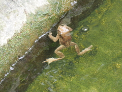 Bufo bankorensis